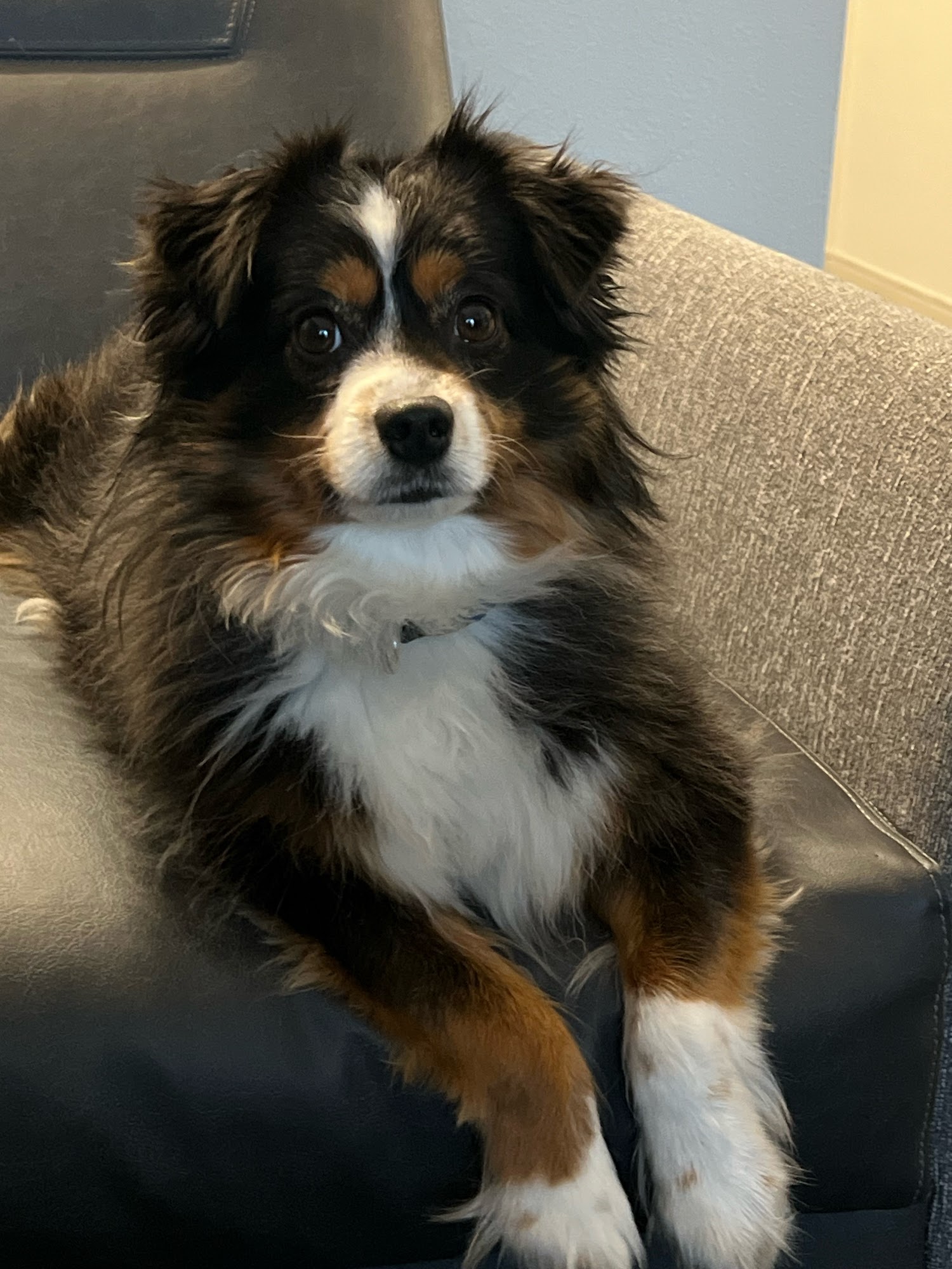 PET CITY GROOMING Porter Ranch