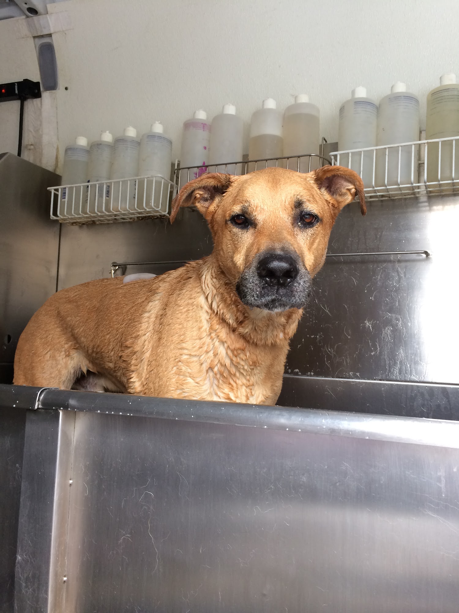 OMGrooming Porter Ranch