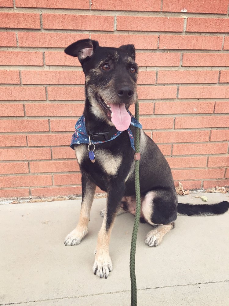 Beauty and the Beast Pet Grooming Poway