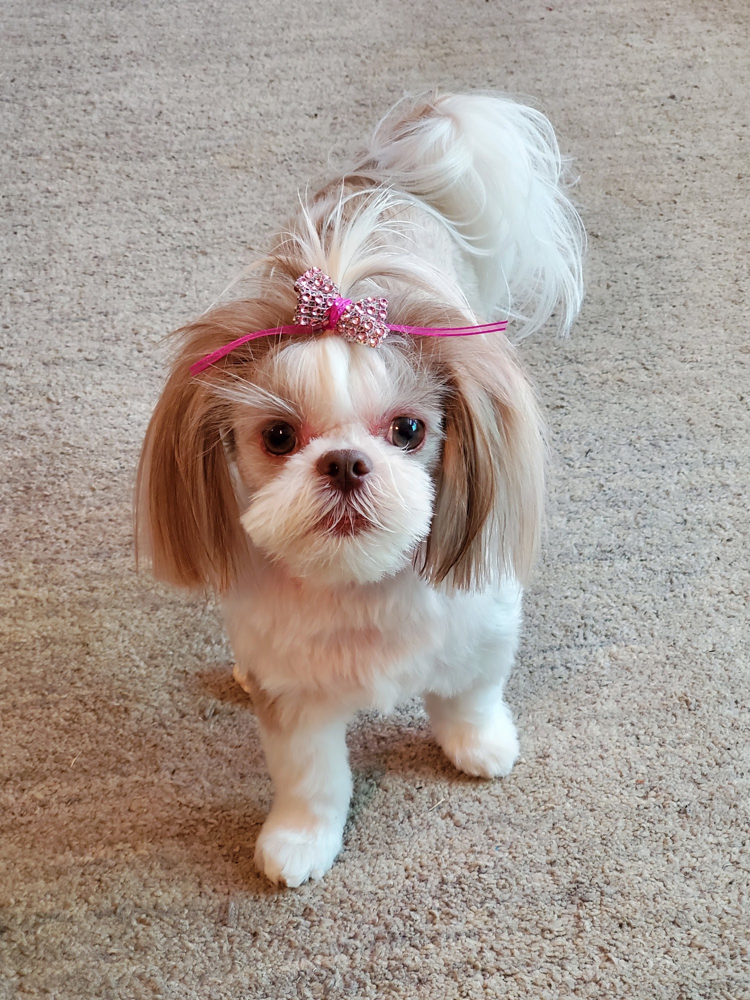 Animal Artistry's Grooming & Boarding Ramona