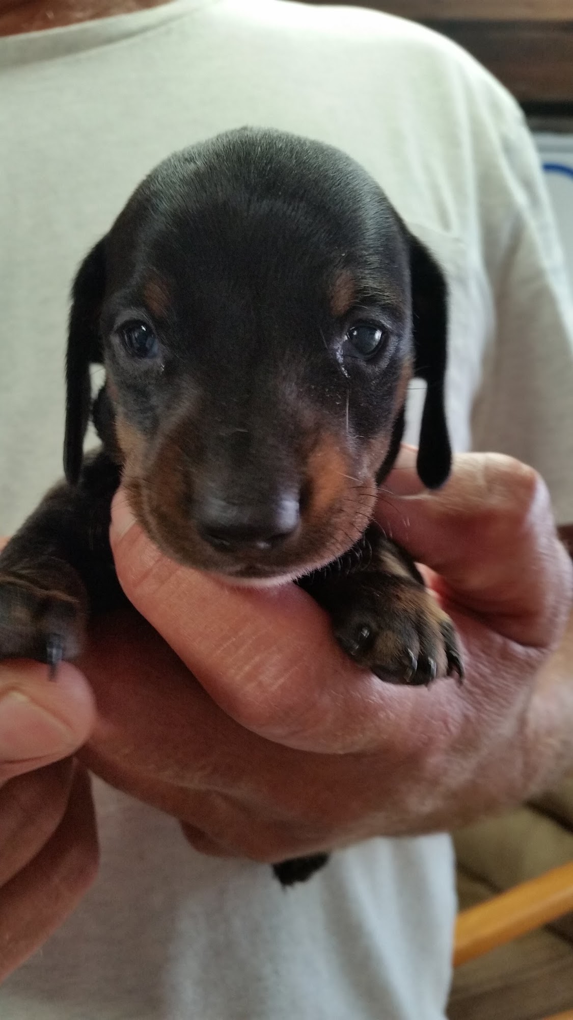 Buckwood Boarding Kennel Ramona