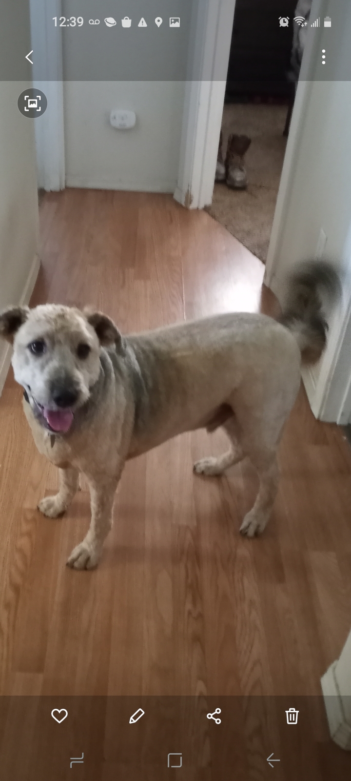 Christinas pretty paws Redding