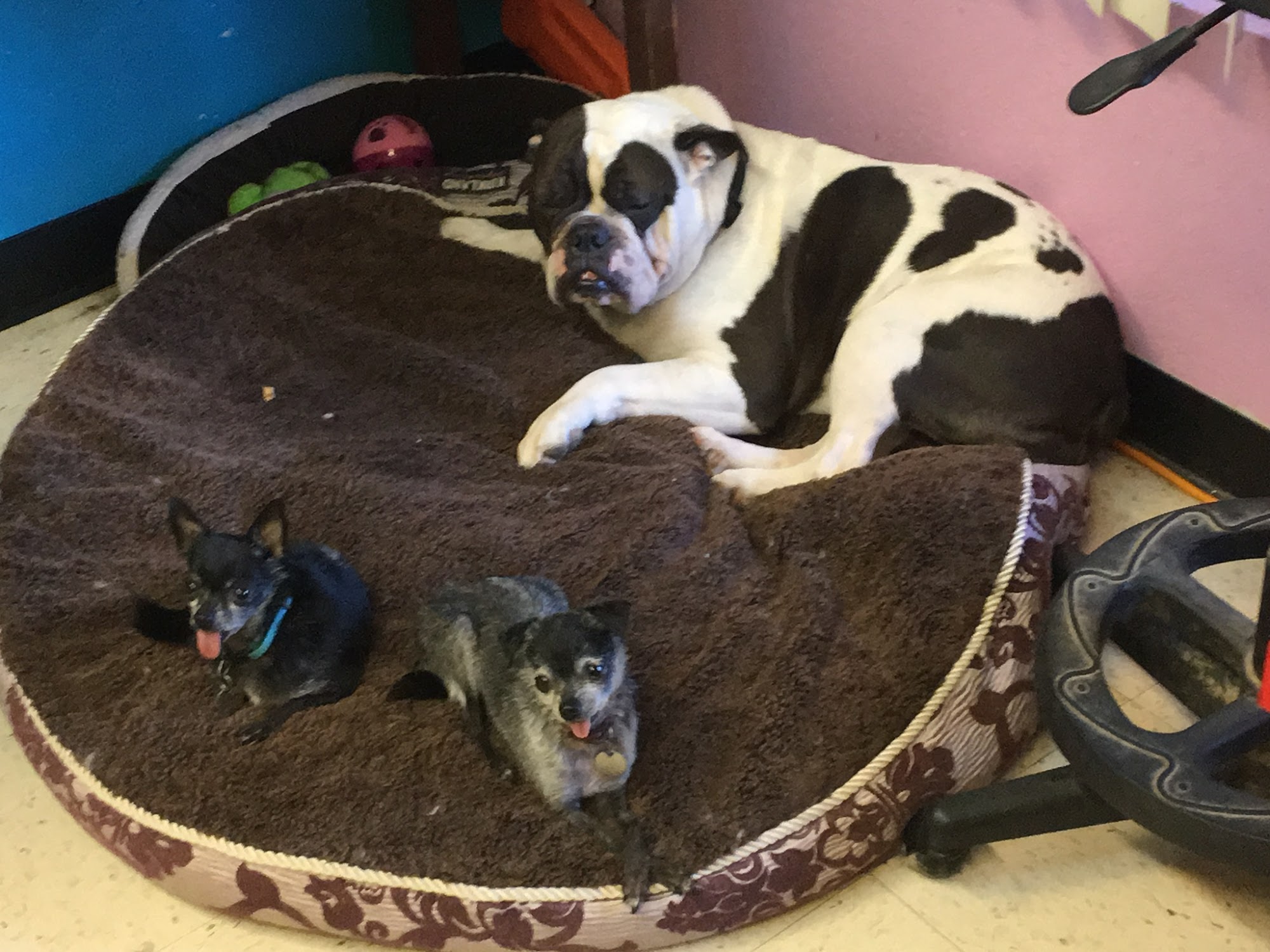 Puppy Love Grooming Redding