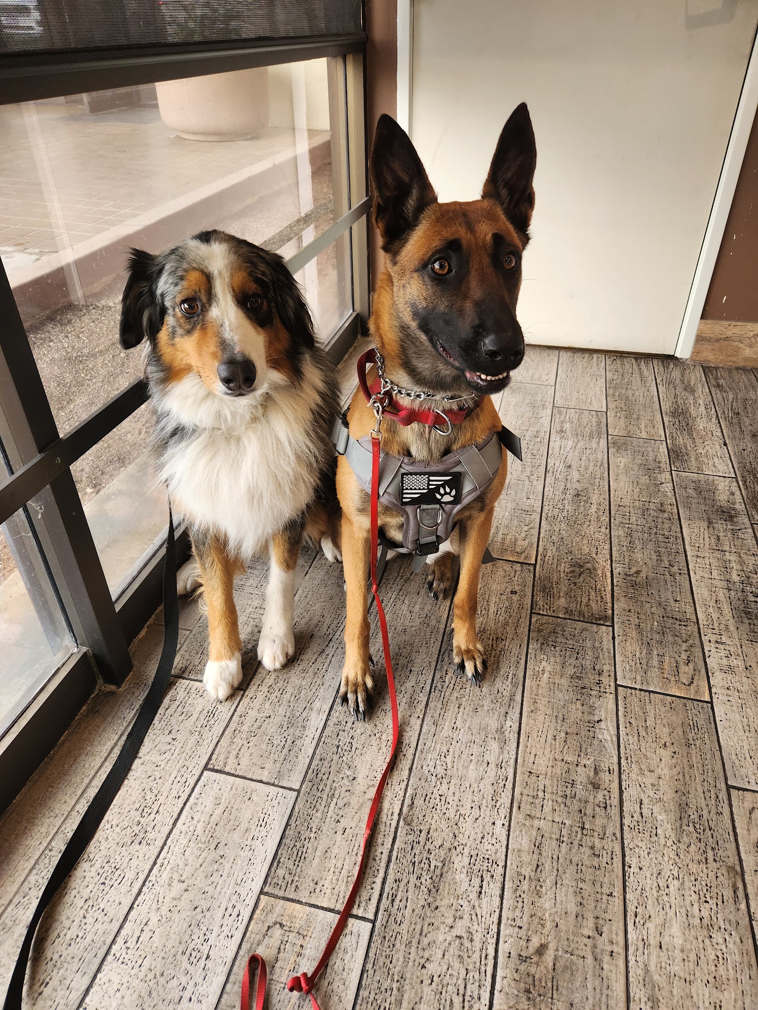 Bad Attitude K9 Dog Training llc Redlands