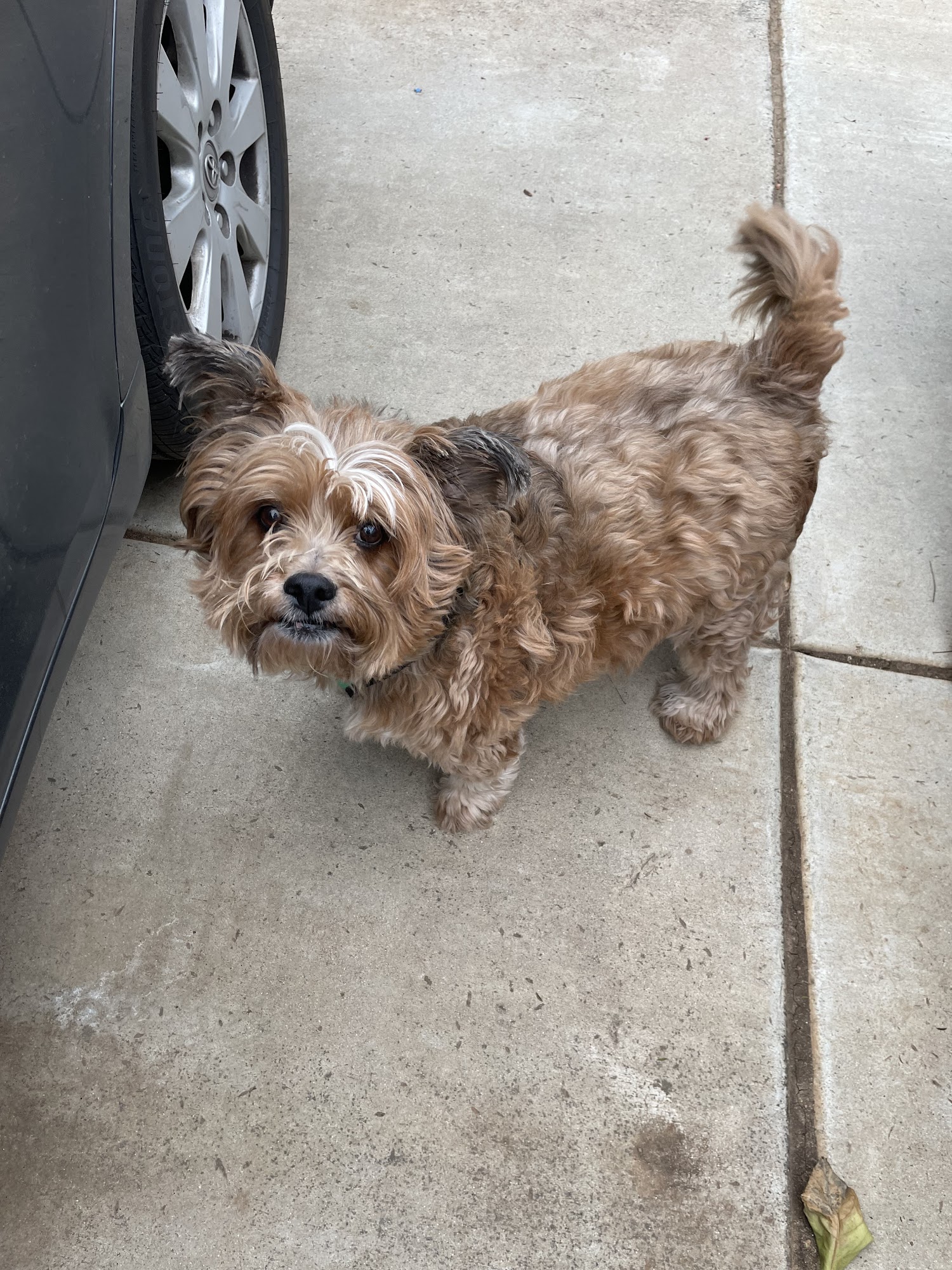 Pampered Pet Riverside