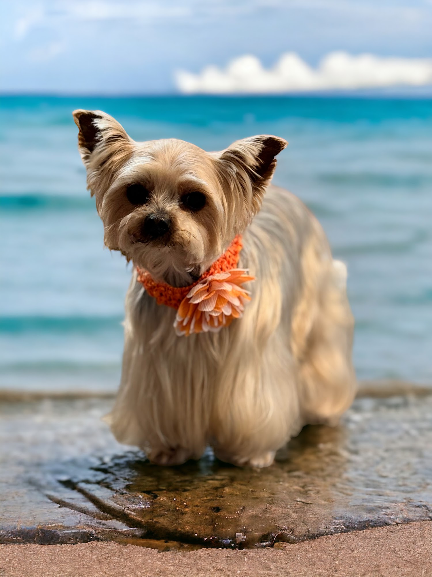 Channy’s Laundry Mutts Riverside