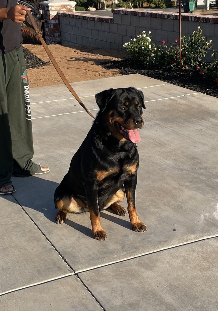 creelkennel Rottweiler's Riverside