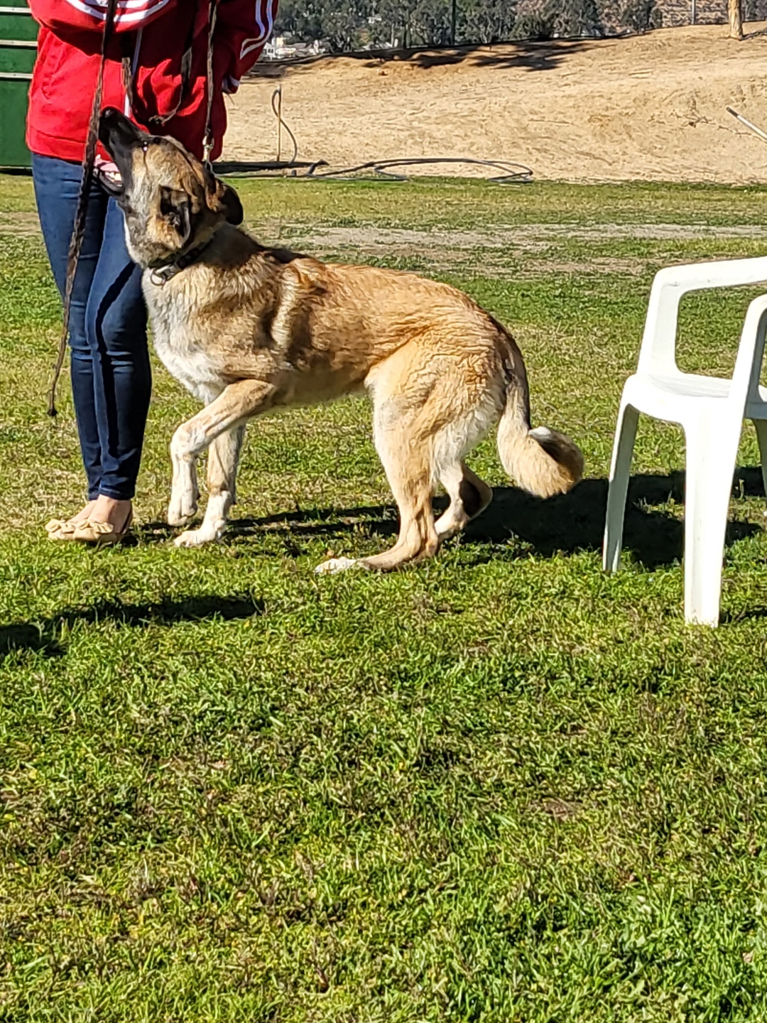 Golden State K-9 Training Academy Riverside