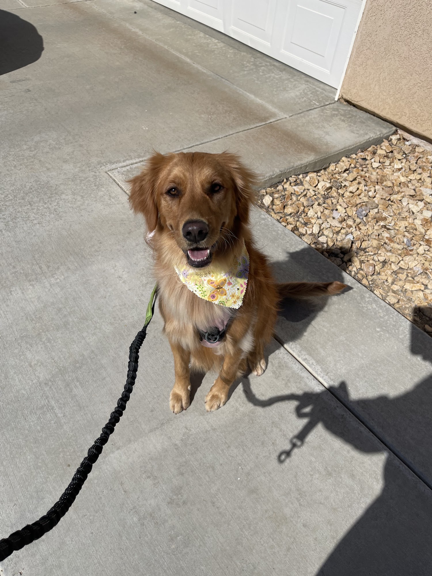 The Groomery Rosamond