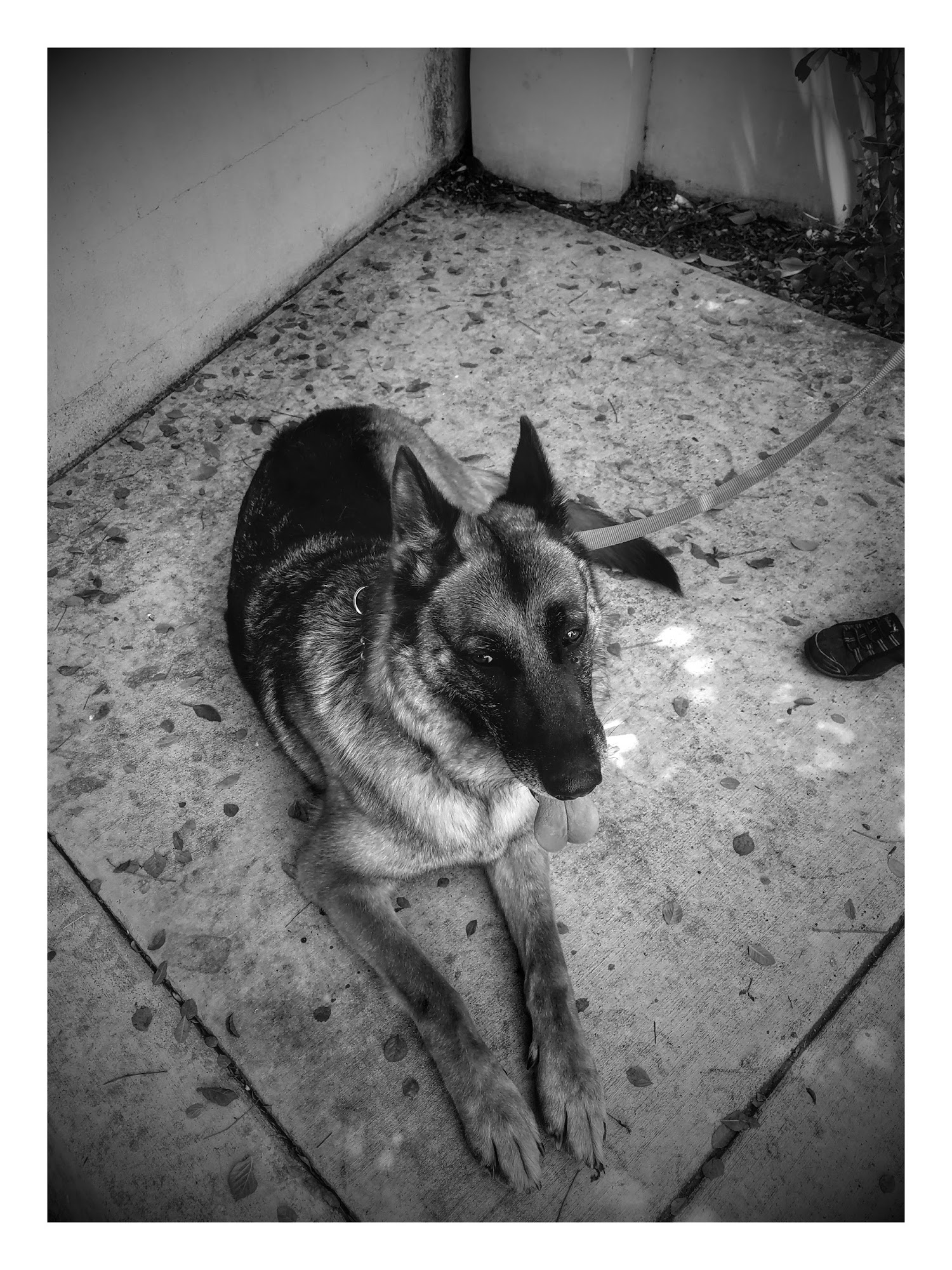 Shanderin Kennels Rowland Heights