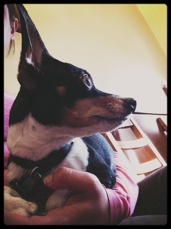 Midtown Animal Hospital: Dinger Craig DVM Sacramento