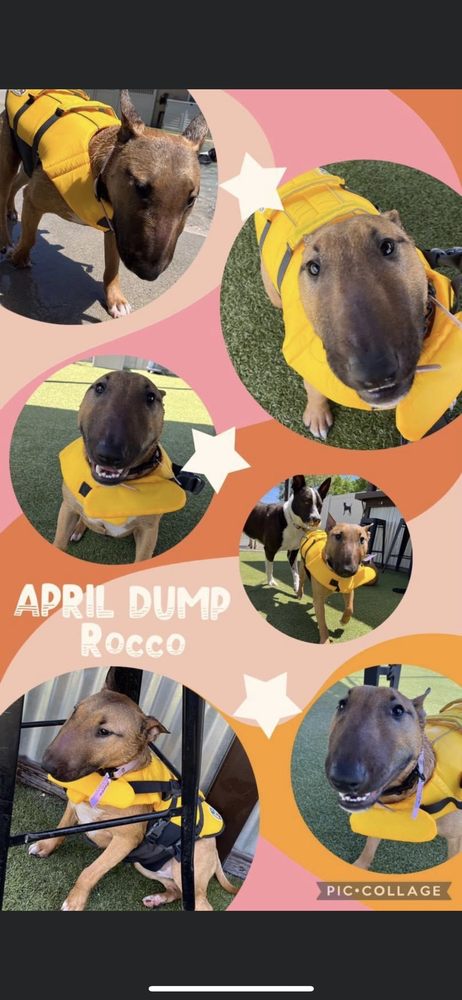 Animal Den Sacramento