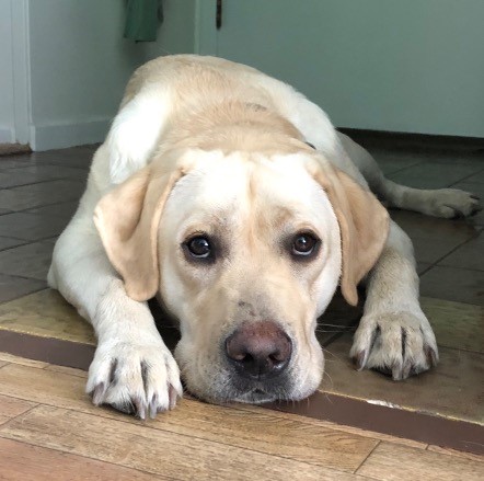 Lucky Buddy Petcare Sacramento