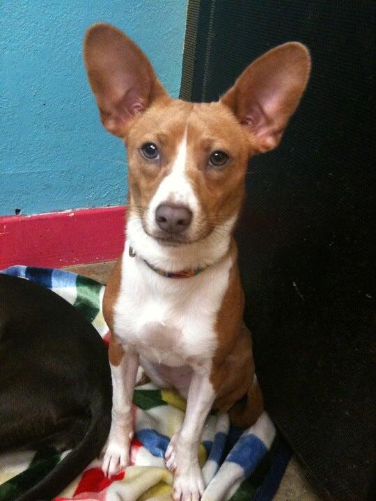 Cha Cha's Doggie Daycare Sacramento