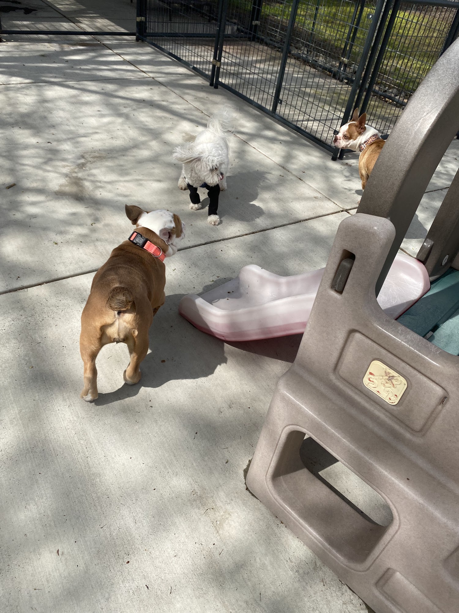 Dogs life Boarding Sacramento