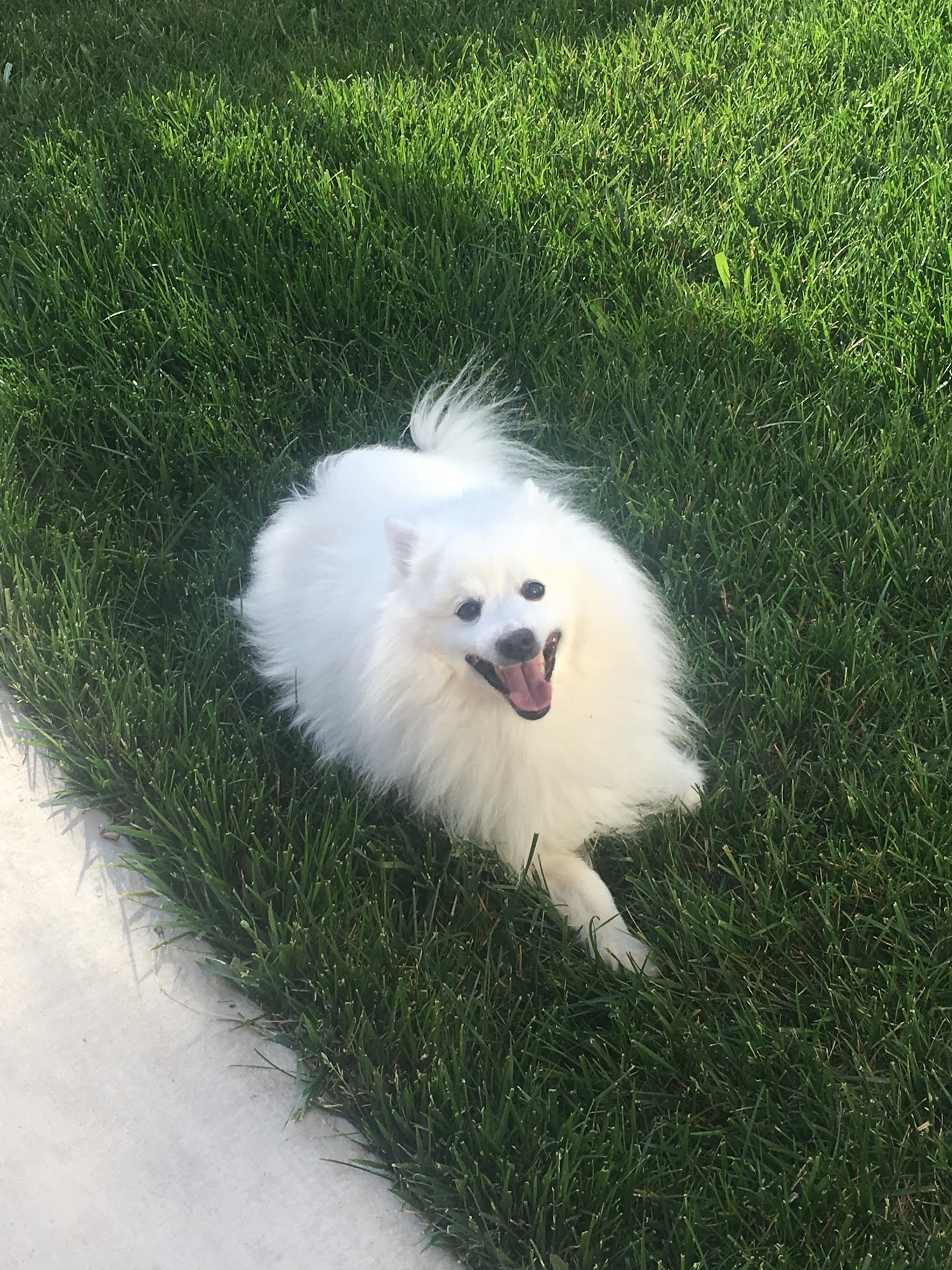 West Coast Pet Memorial Services - Sacramento Sacramento