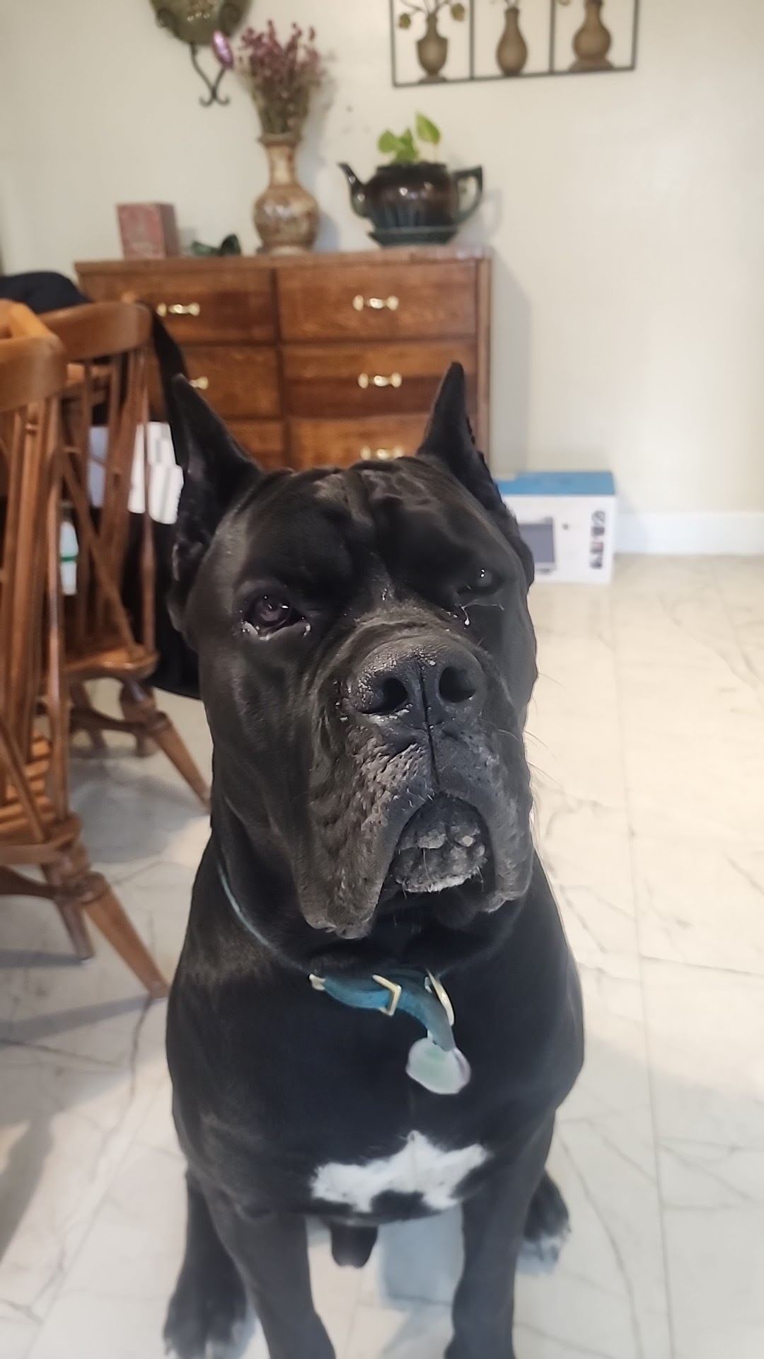 Albree Dog Training Sacramento