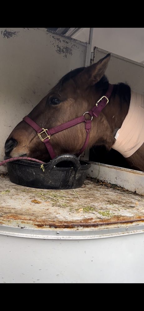 Steinbeck Country Equine Clinic: James Sarah DVM Salinas