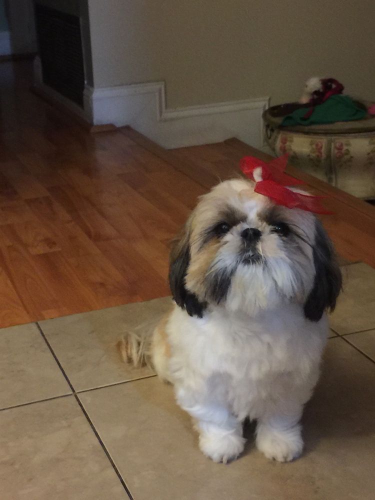 Trim & Prim Poodle Salon Salinas