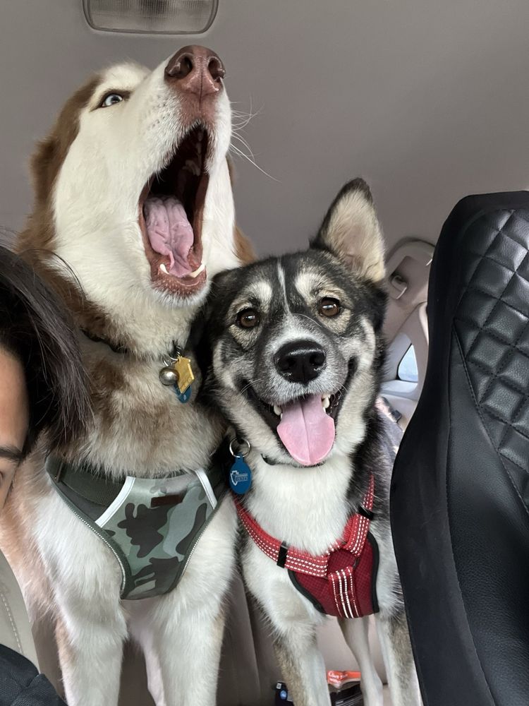 All About Pets Grooming & Daycare San Bernardino