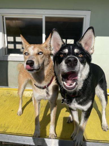 Smilin Dogs San Carlos