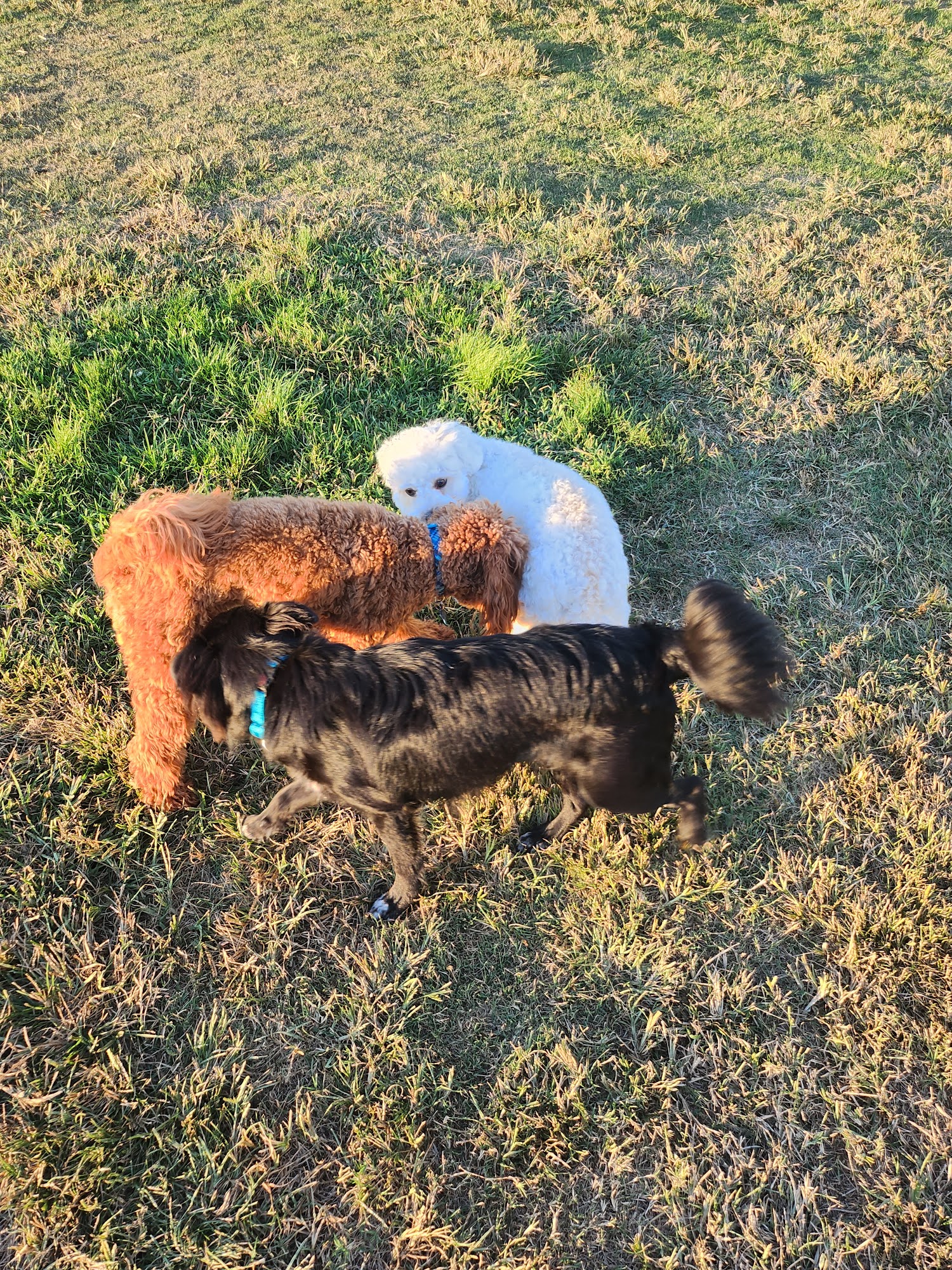 Golan Dogs San Diego