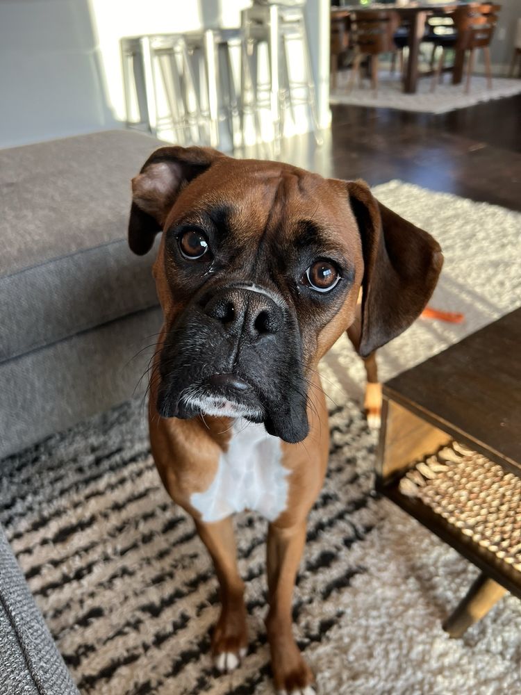 Paw Commons Pet Resort San Diego