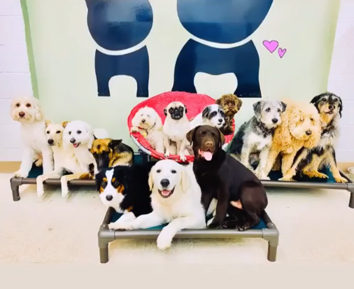 Wags & Ruffs San Diego