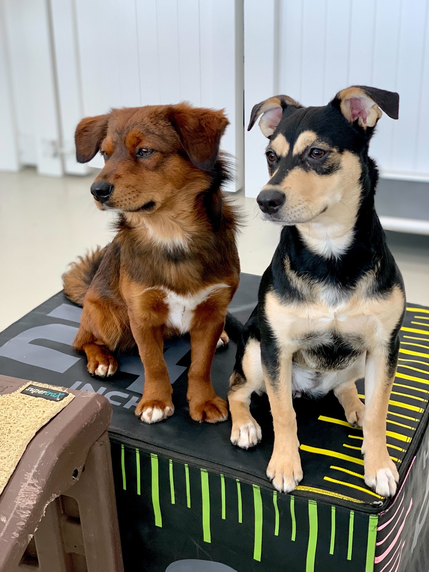 Pack Method Prep by Zoe's Dog Training San Diego