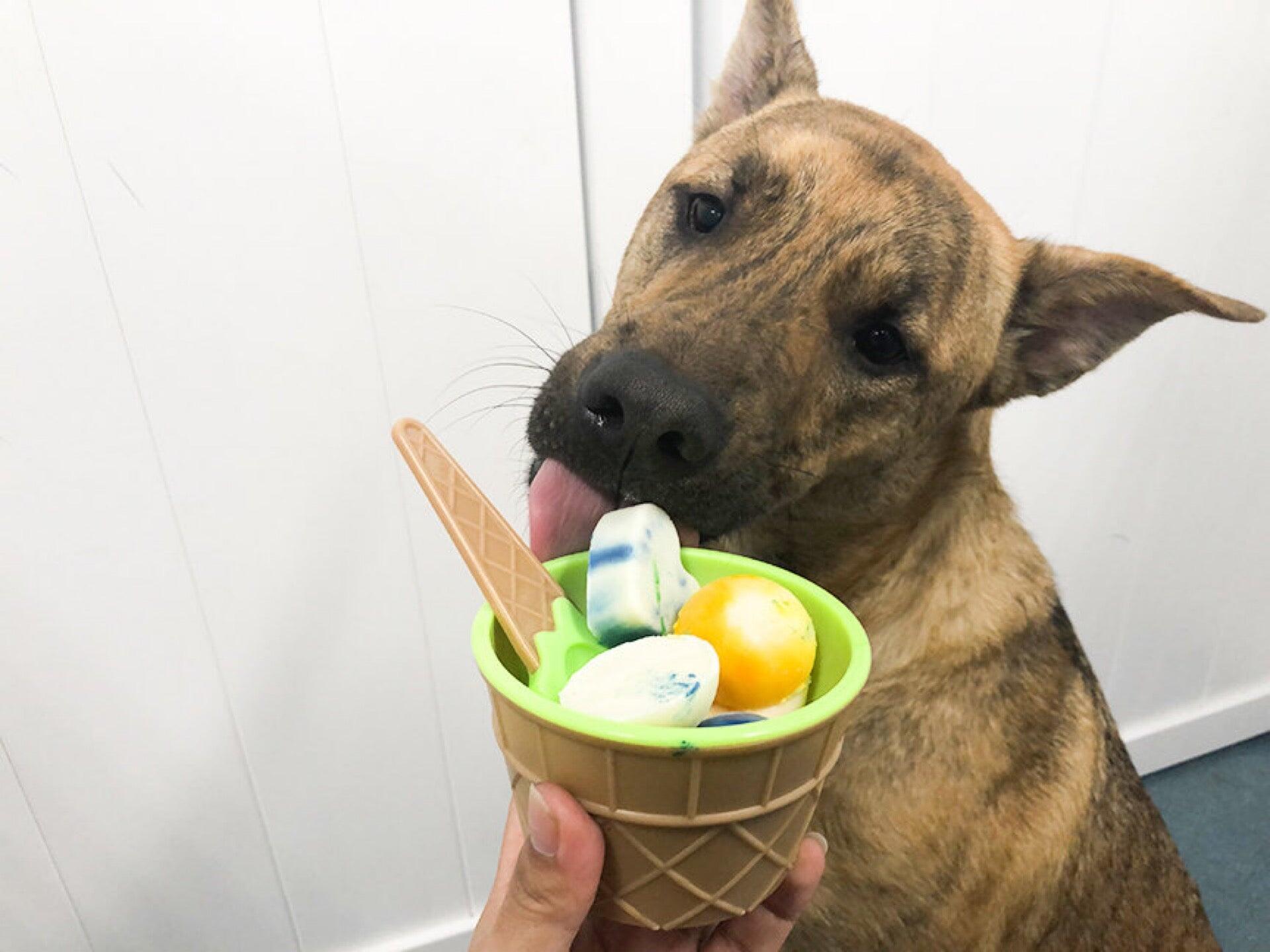 24 Hour Dog Daycare San Diego