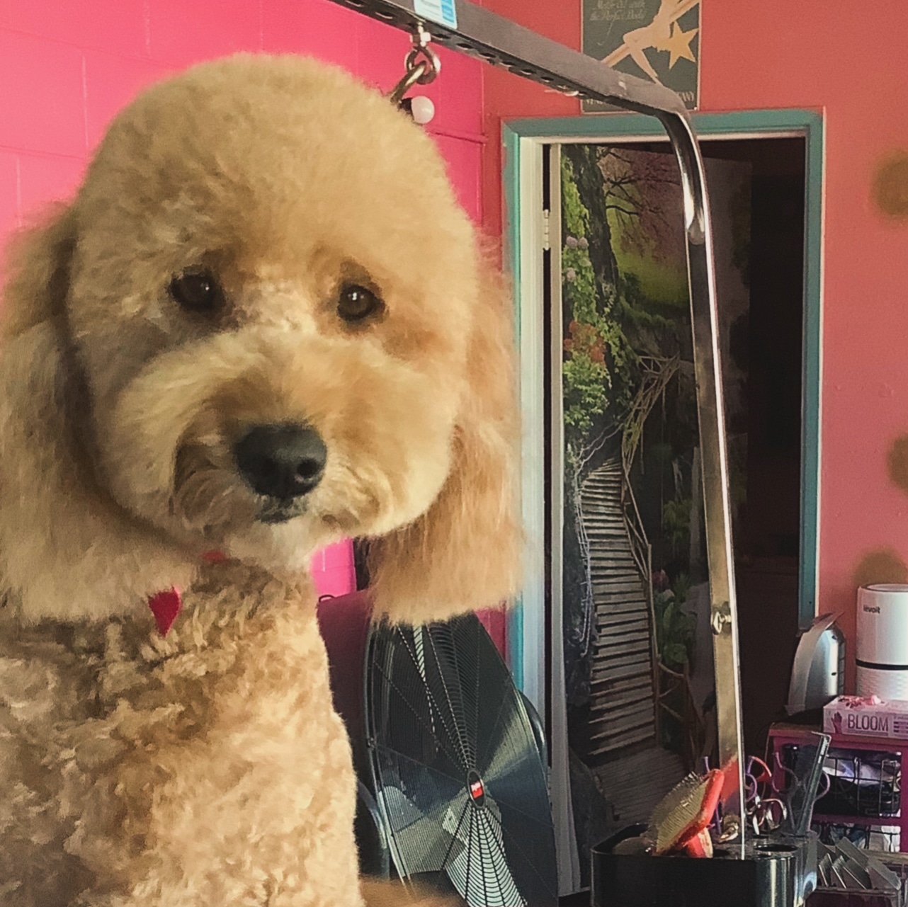 Pet Grooming San Diego | Hair of the Dog