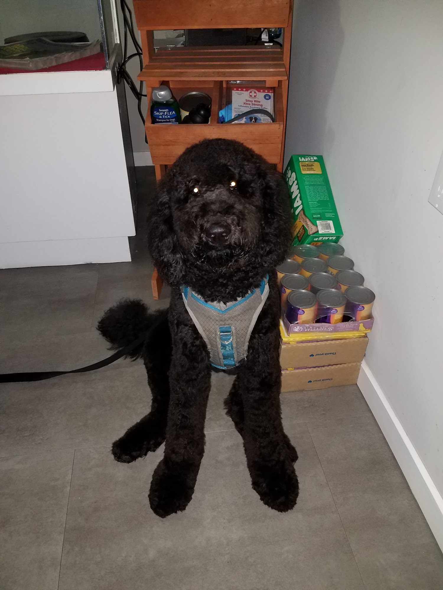 Little Ark Dog Grooming San Francisco