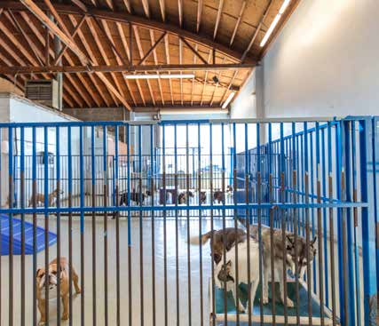 Fog City Dogs San Francisco