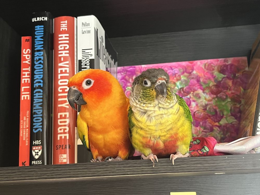 Louis Birds Pets & Supplies