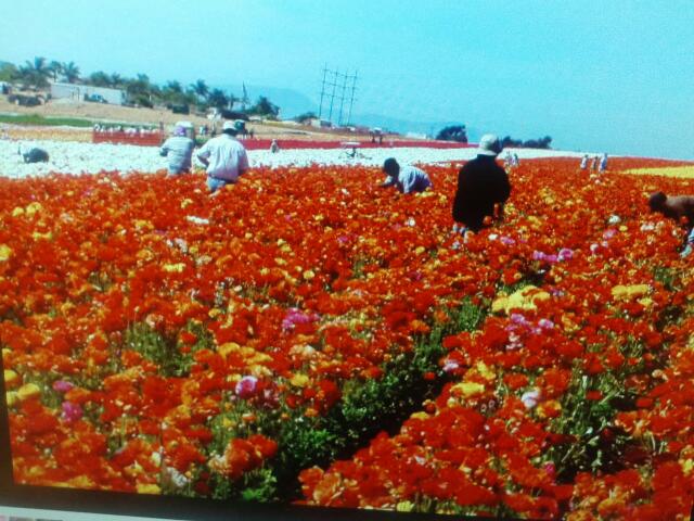 California Flower Shippers