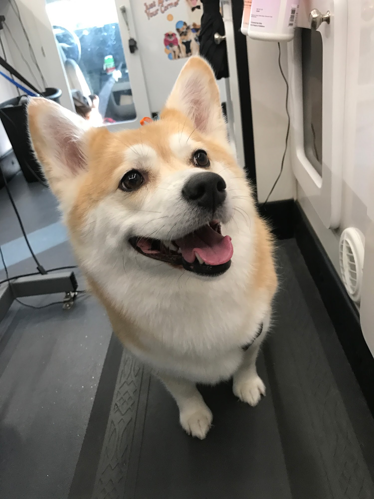 FurBabies Mobile Grooming San Jose