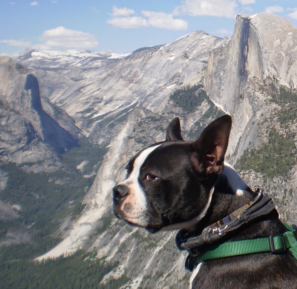 The Dog Spot San Jose