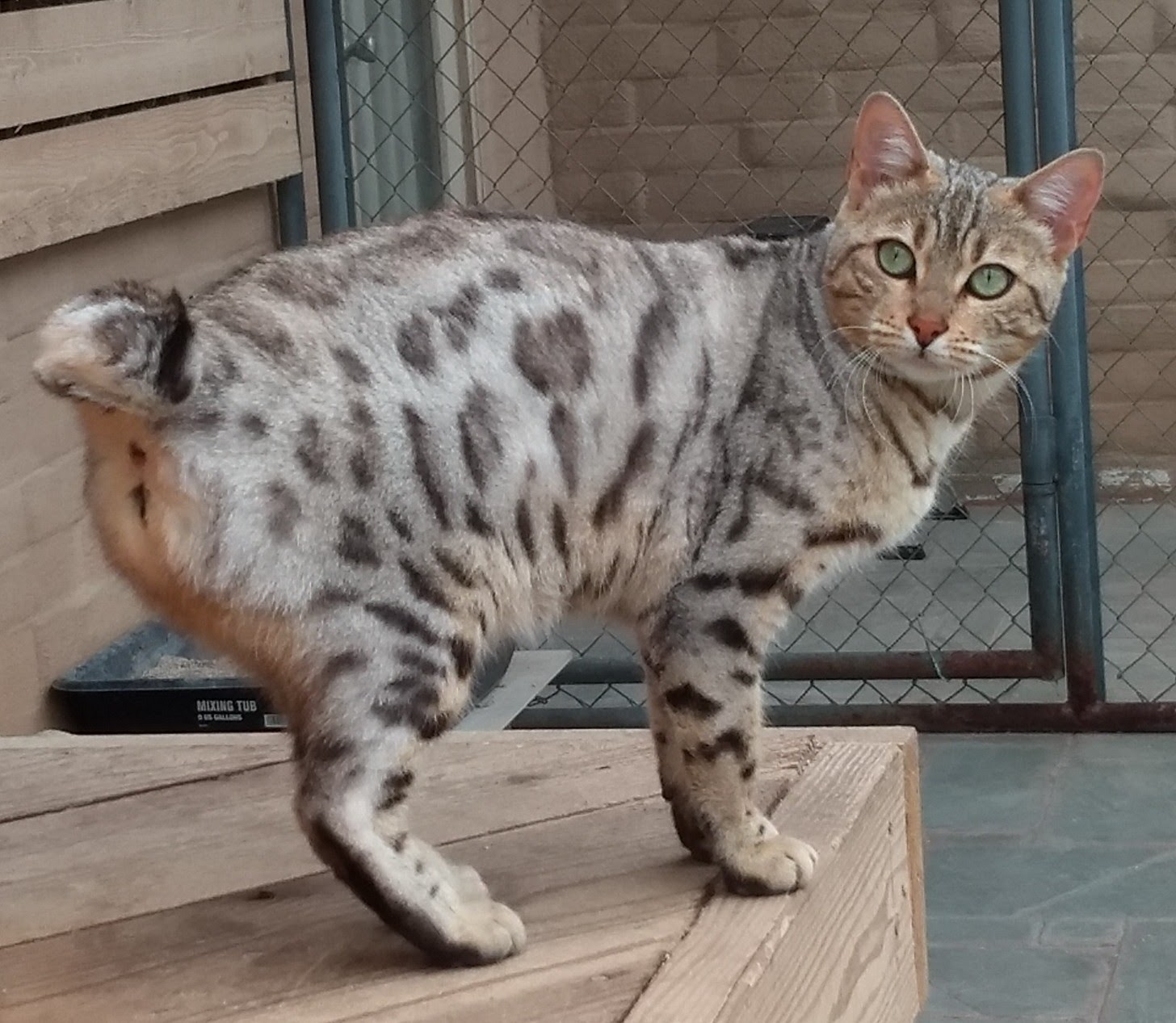 Calero Pet Retreat San Jose