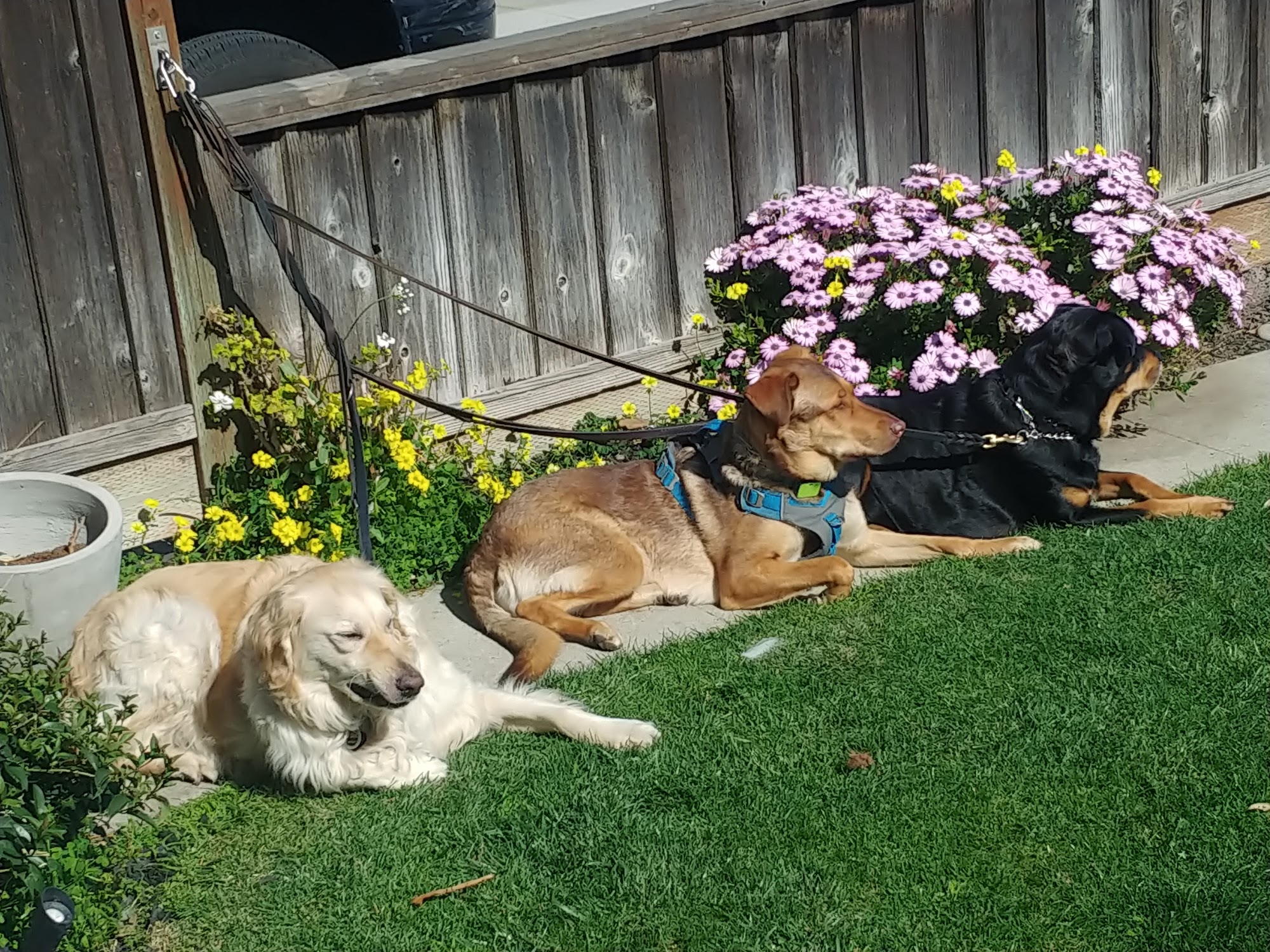 PRECIOUS PAWS DOG WALKING and BOARDING San Jose