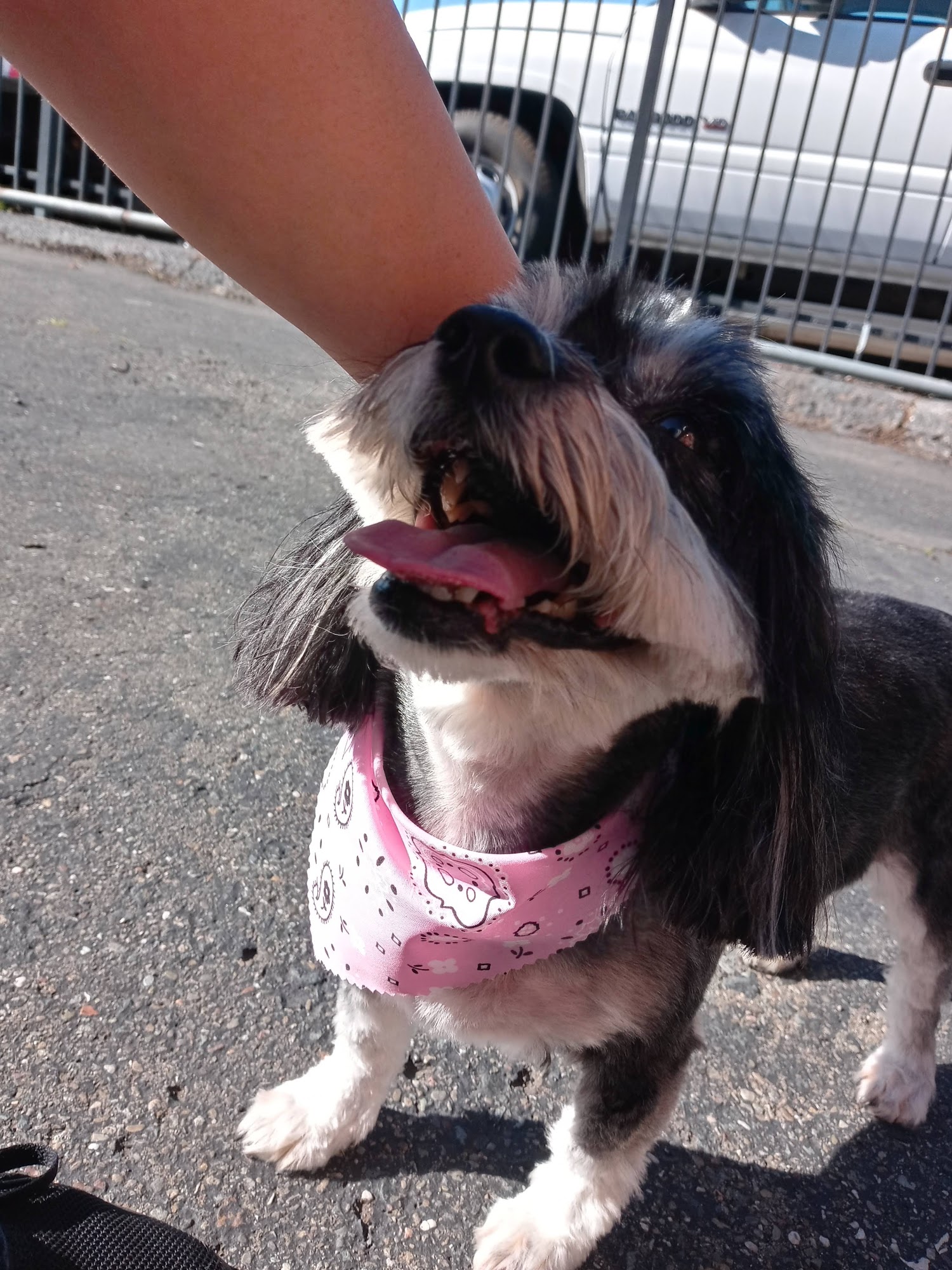 Tender Loving Care Pet Grooming San Leandro