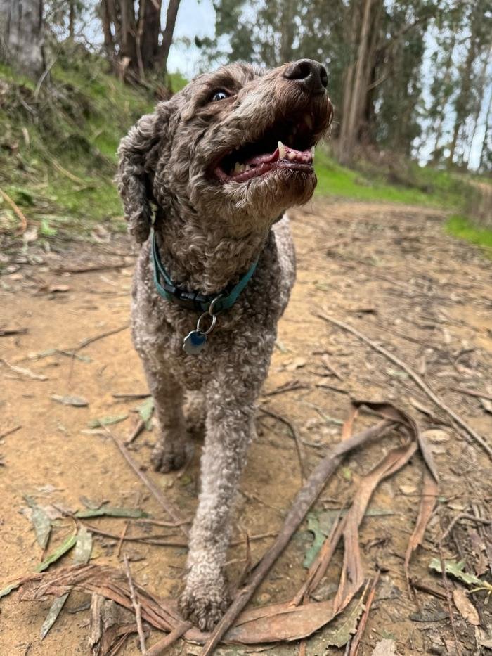 Woofwalks San Leandro