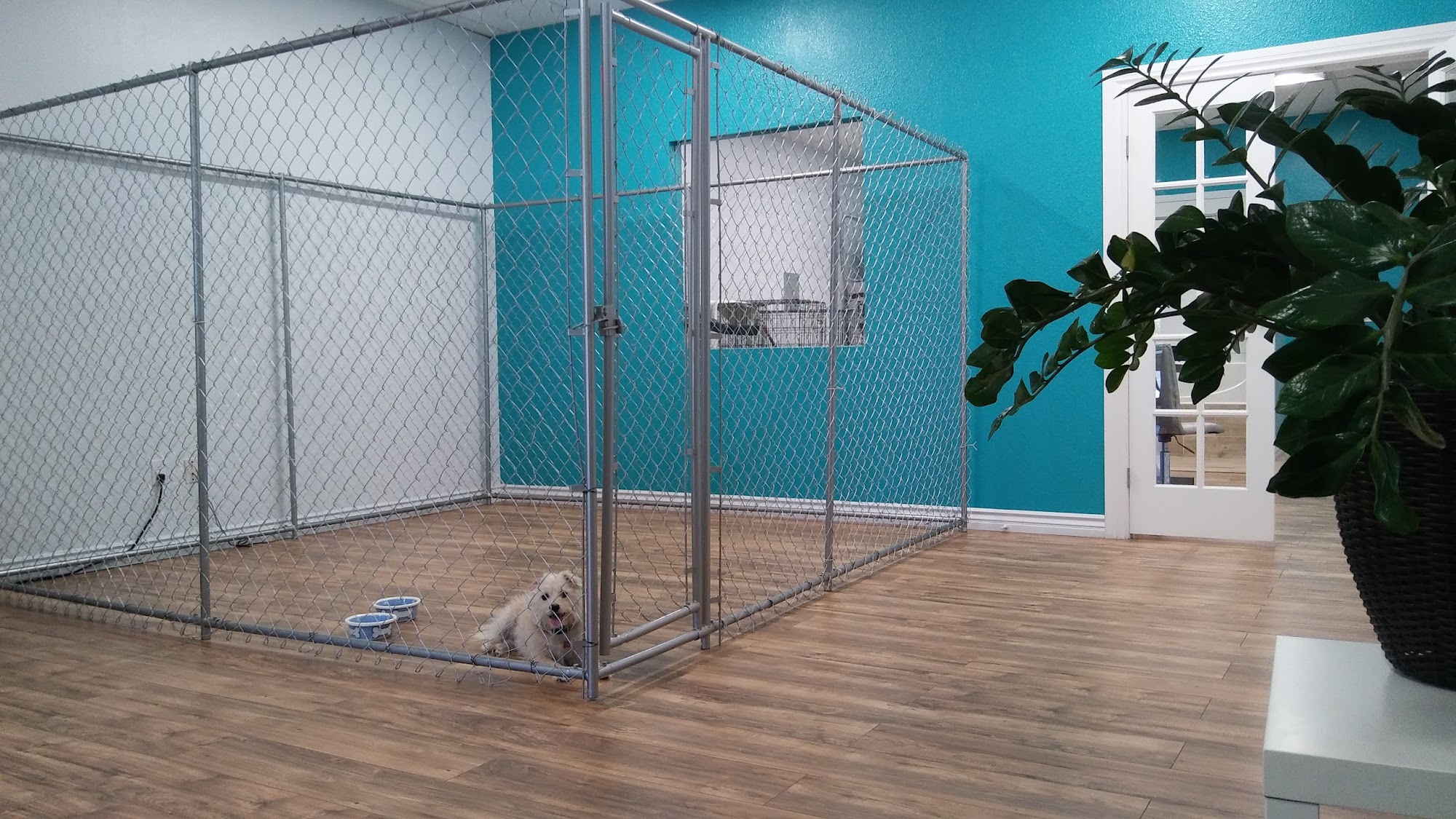 Cute Pets Grooming San Marcos