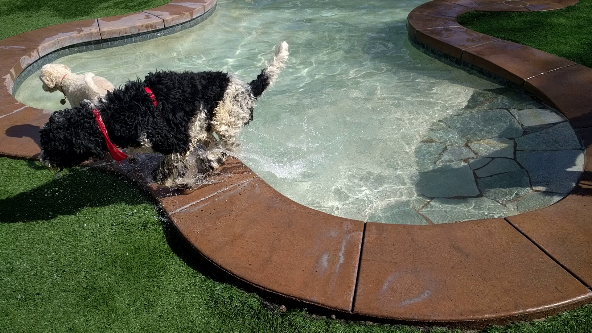 Petville Pet Hotel San Marcos