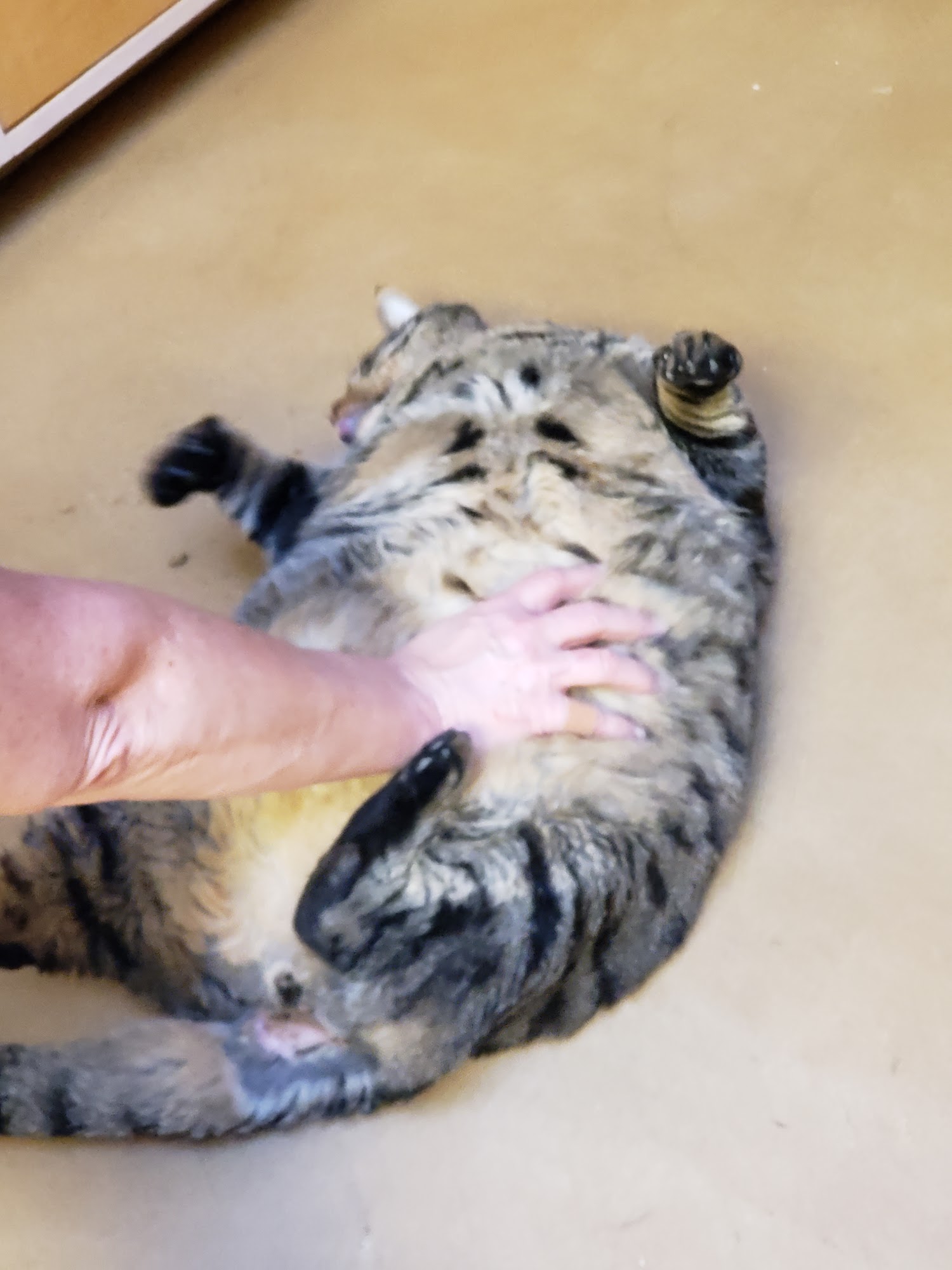 Cat's Cradle Boarding & Groom San Rafael