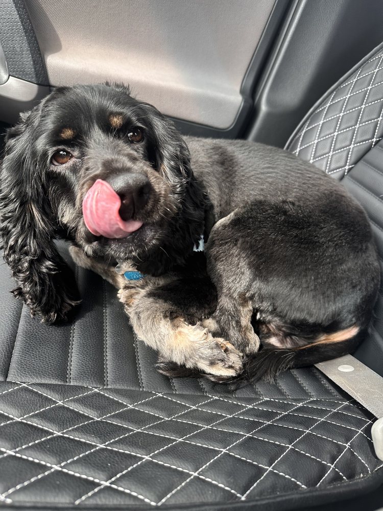 Happy Paws Pet Grooming Santa Ana