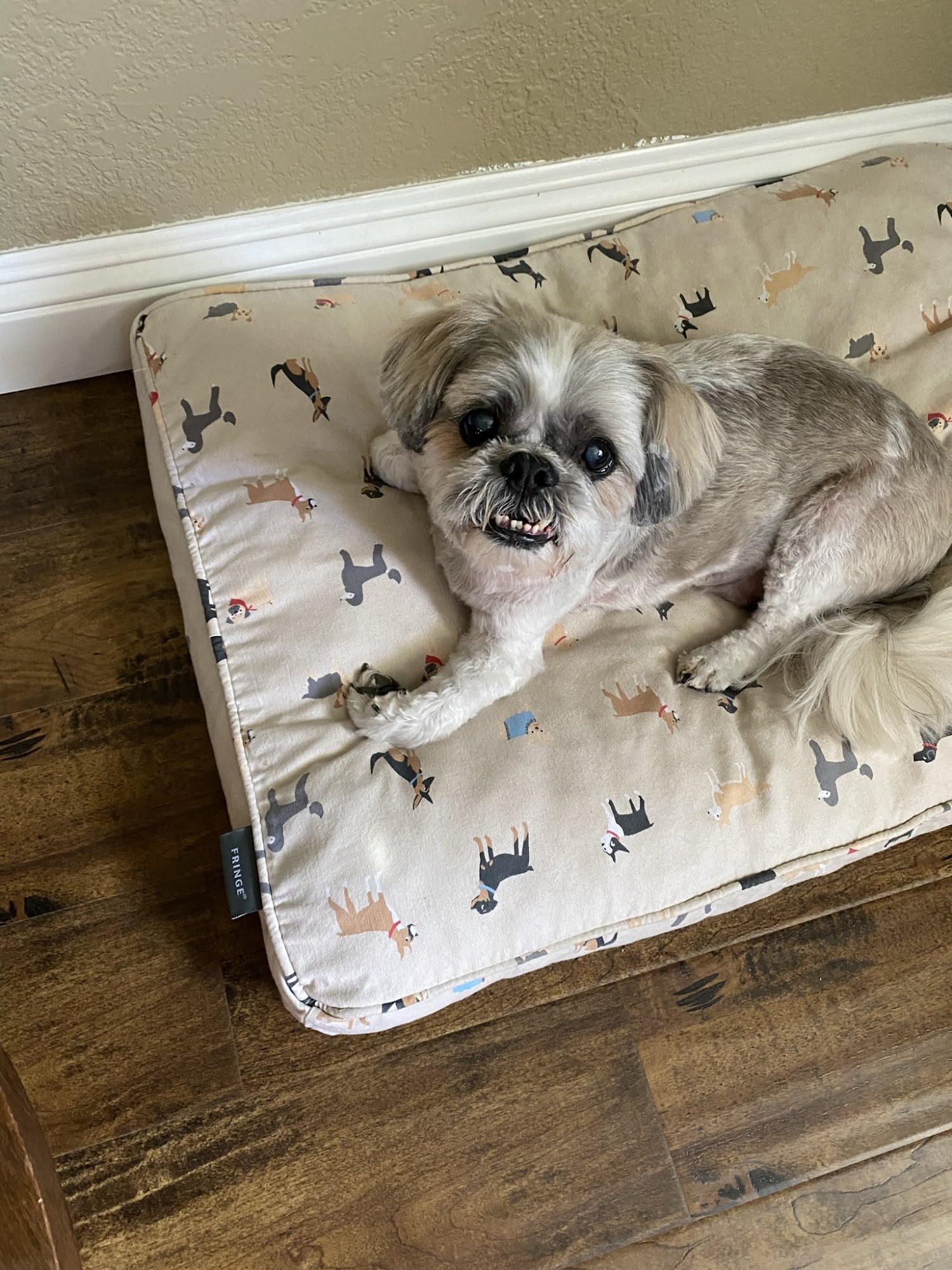 Continental Dog Groomers Santa Ana