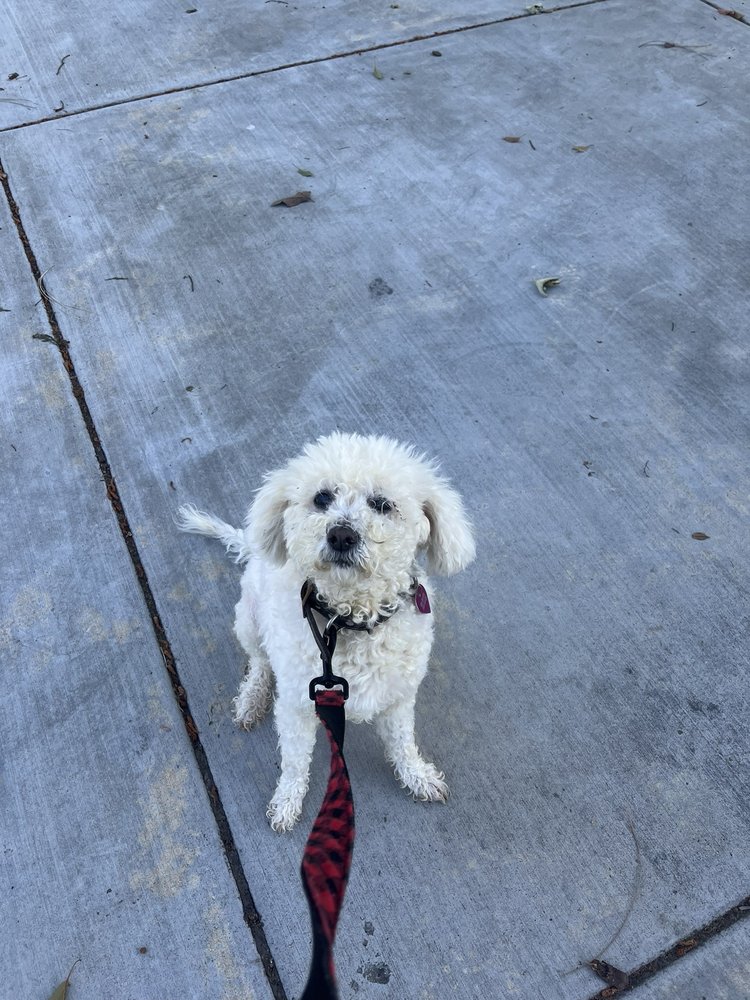 Madeline's Pet Care Santa Clara