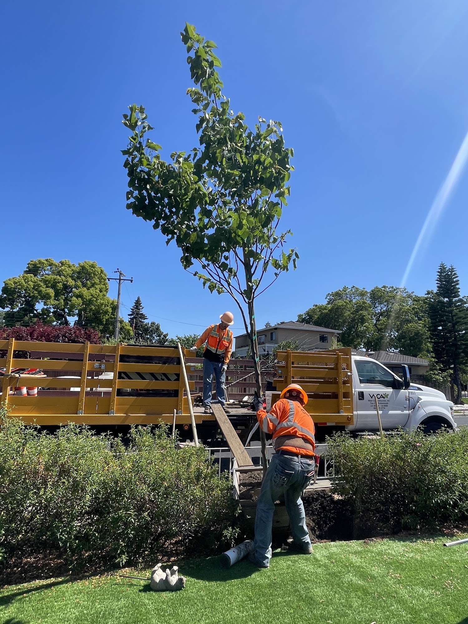 West Coast Arborists