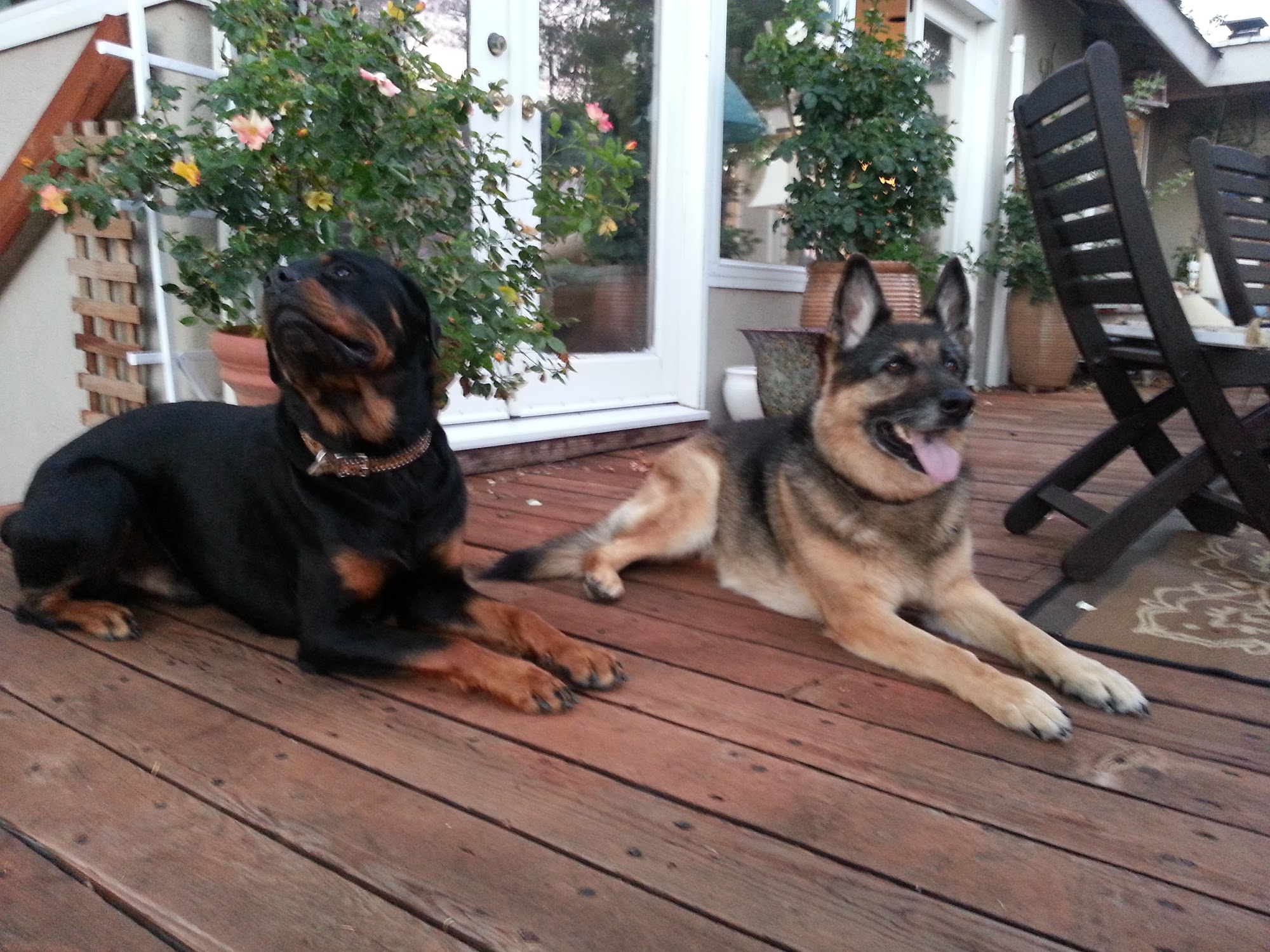 The Velvet Coat Santa Cruz