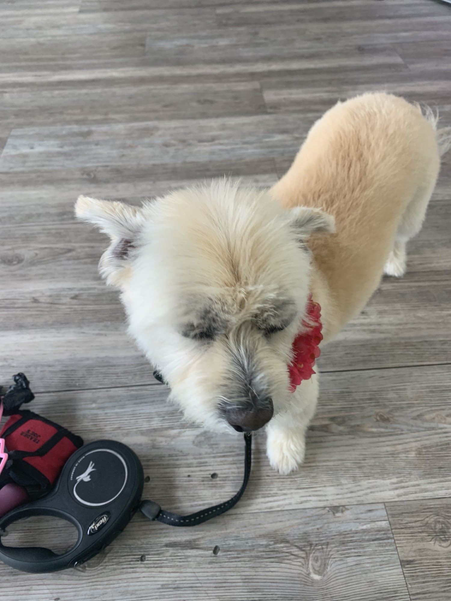 Moon Doggy's Grooming Santa Monica